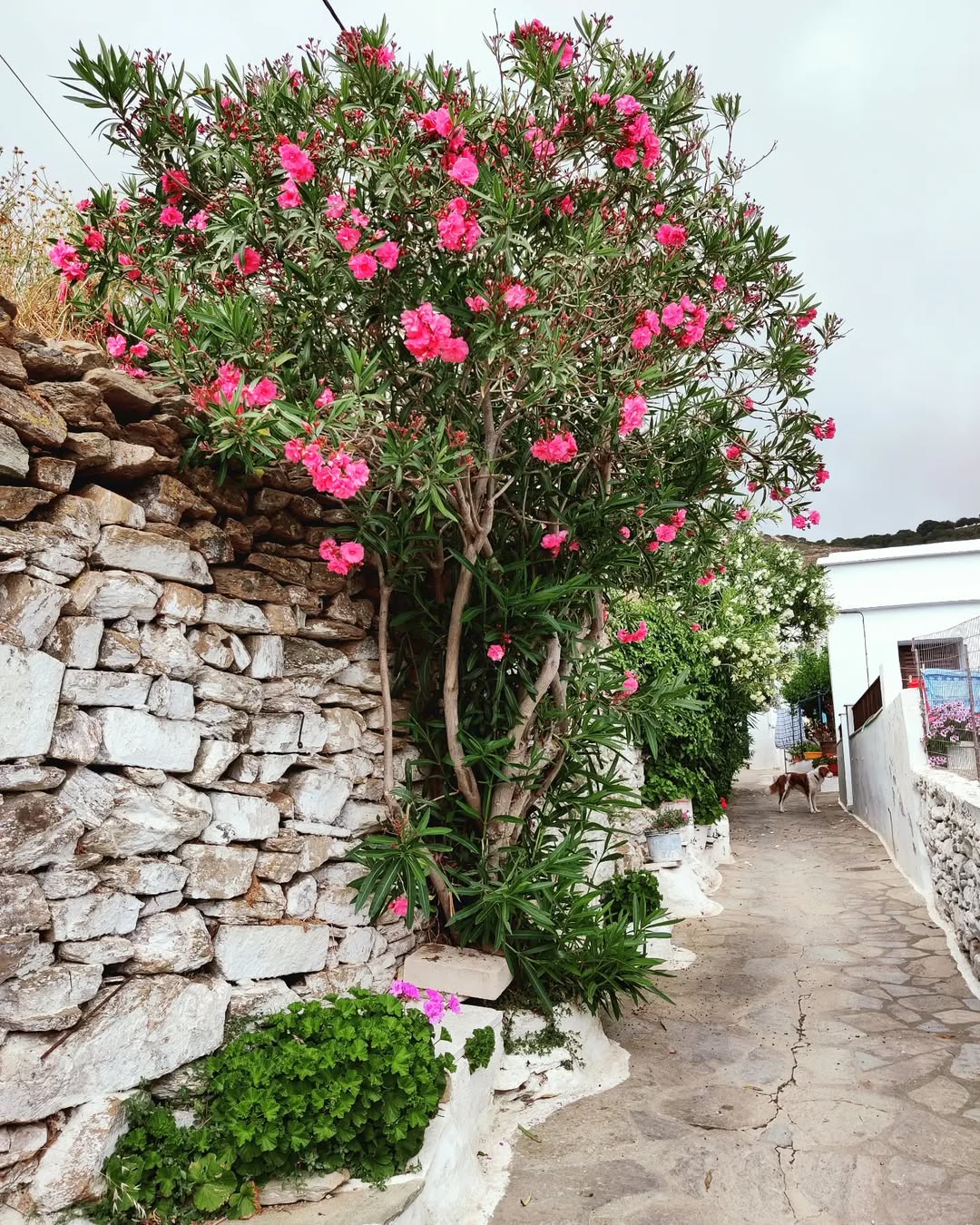 Σμαρδάκιτο Τήνου